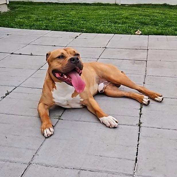 Chubby Checkers, a Adoptable Pit Bull Terrier in Valparaiso, IN image 6/6