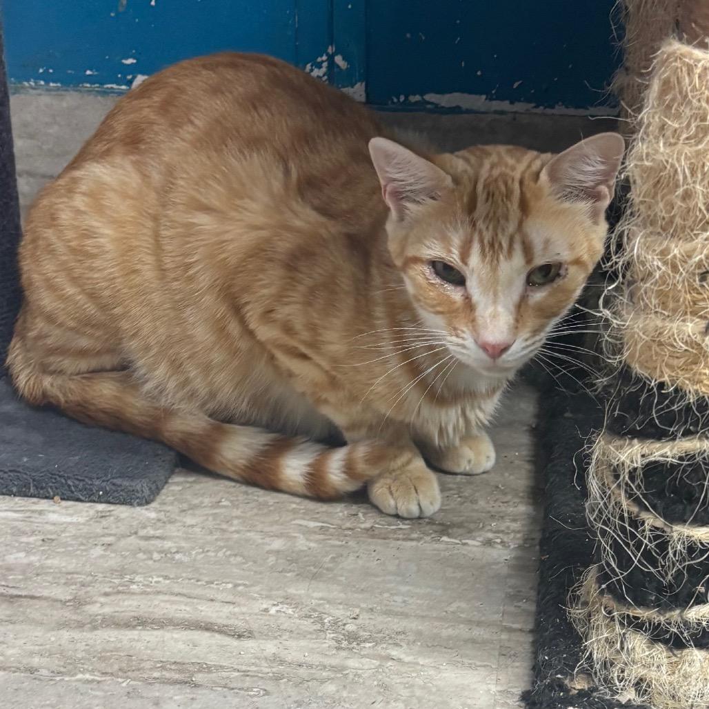 Enlarge Sunkist, a Adoptable Domestic Short Hair in Hinesville, GA image 1/2
