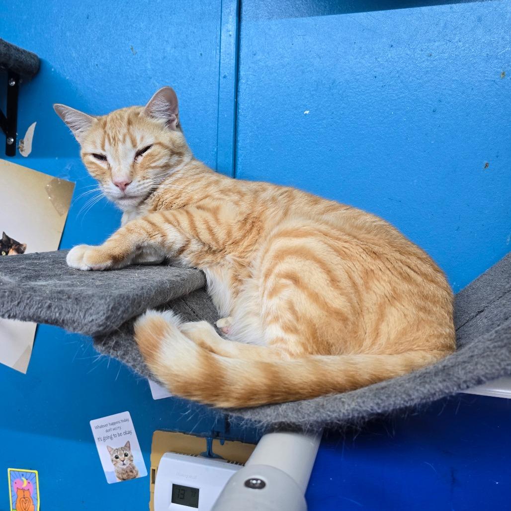 Enlarge Sunkist, a Adoptable Domestic Short Hair in Hinesville, GA image 2/2