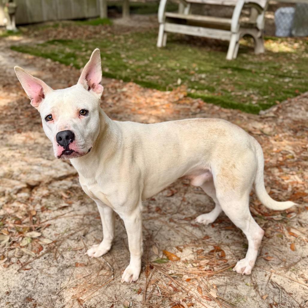 Crosby, Adoptable, Young Male Mixed Breed.