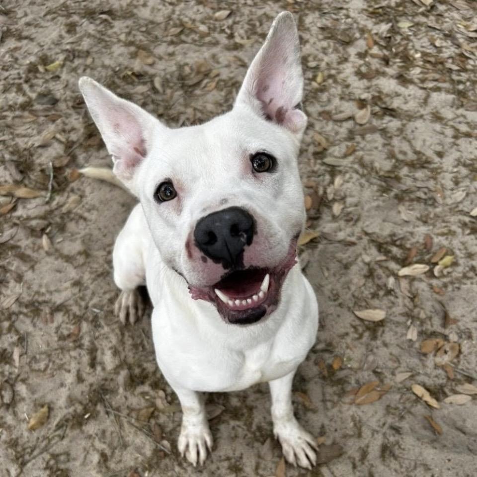 Enlarge Crosby, a Adoptable Mixed Breed in Milton, FL image 2/2