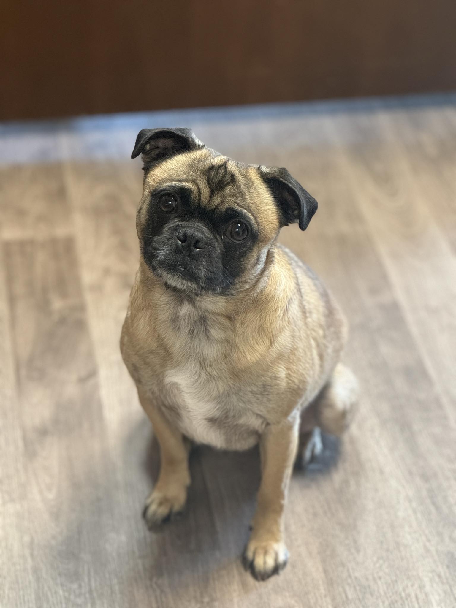 Enlarge Dexter, a Adopted Pug in Overland Park, KS image 1/1