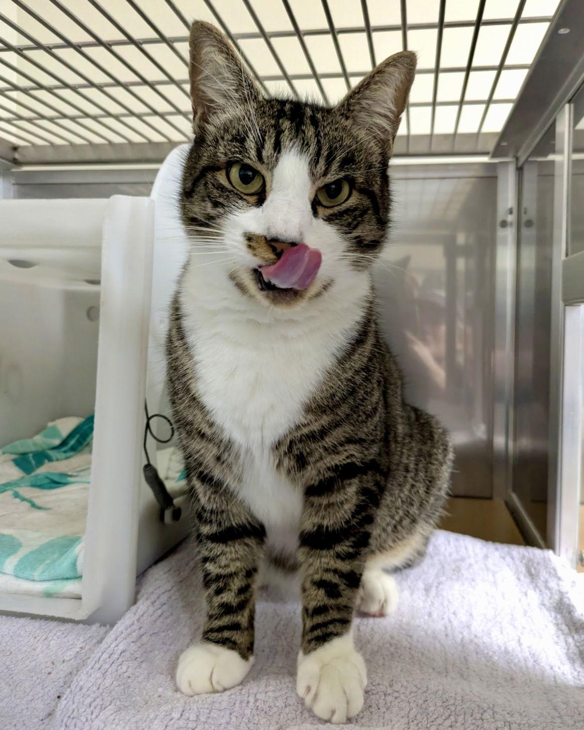 Morocco, Adopted, Young Male Domestic Short Hair.