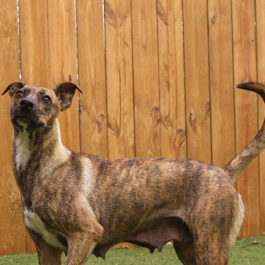 Daisy JuM — thumbnail 4