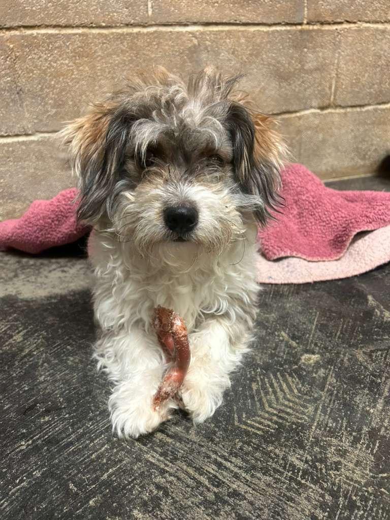 Charlie, Adoptable, Adult Male Shih Tzu.