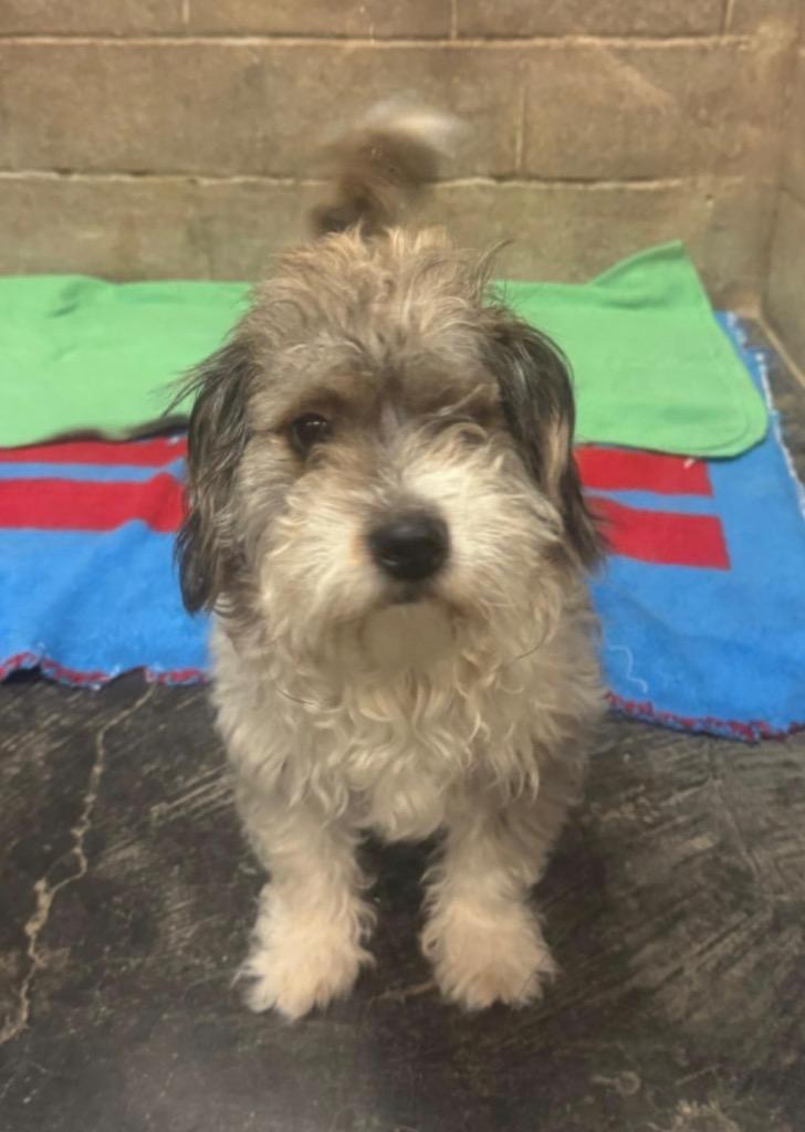 Enlarge Charlie, a Adoptable Shih Tzu in Midland, TX image 2/3