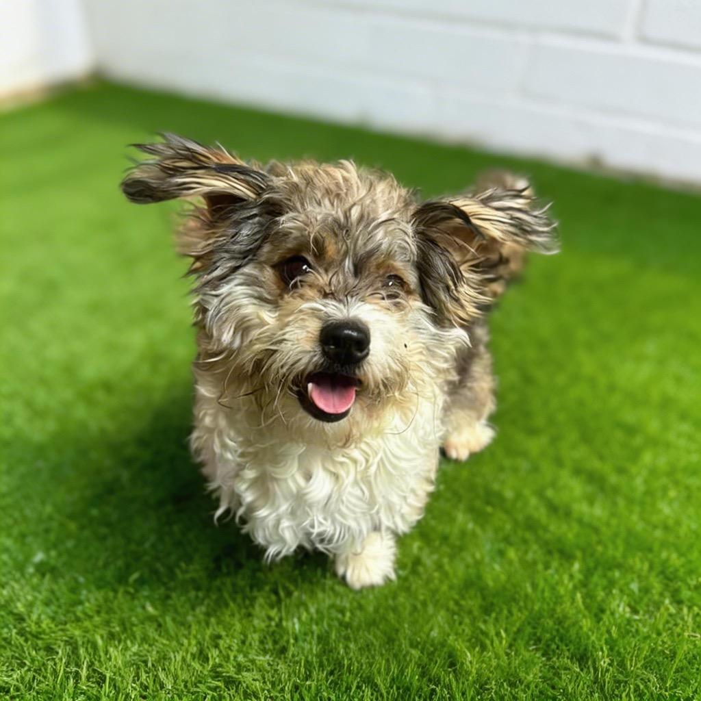 Enlarge Charlie, a Adoptable Shih Tzu in Midland, TX image 3/3