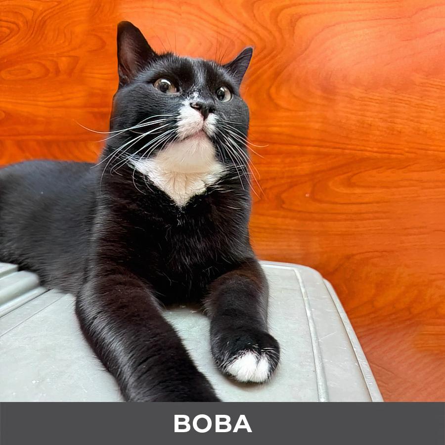 Enlarge Boba, a ADOPTABLE Domestic Short Hair in Etobicoke, ON image 4/5