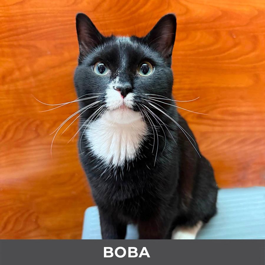 Boba, ADOPTABLE, Young Male Domestic Short Hair.