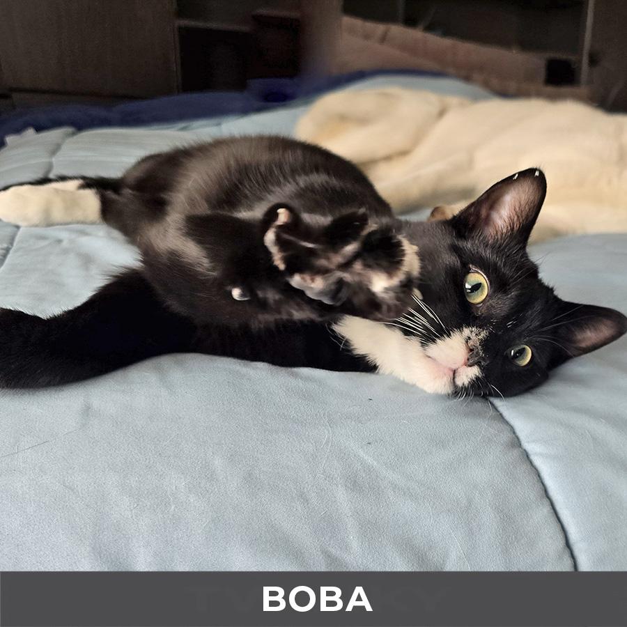 Boba, a ADOPTABLE Domestic Short Hair in Etobicoke, ON image 2/4
