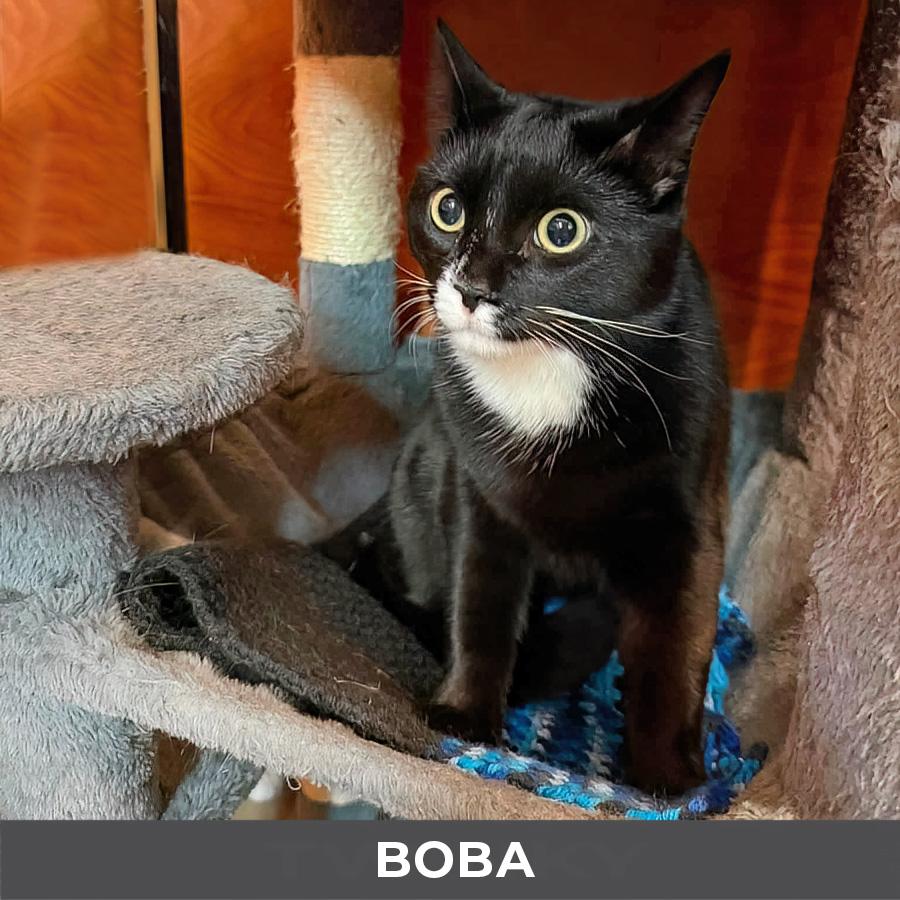 Enlarge Boba, a ADOPTABLE Domestic Short Hair in Etobicoke, ON image 3/5