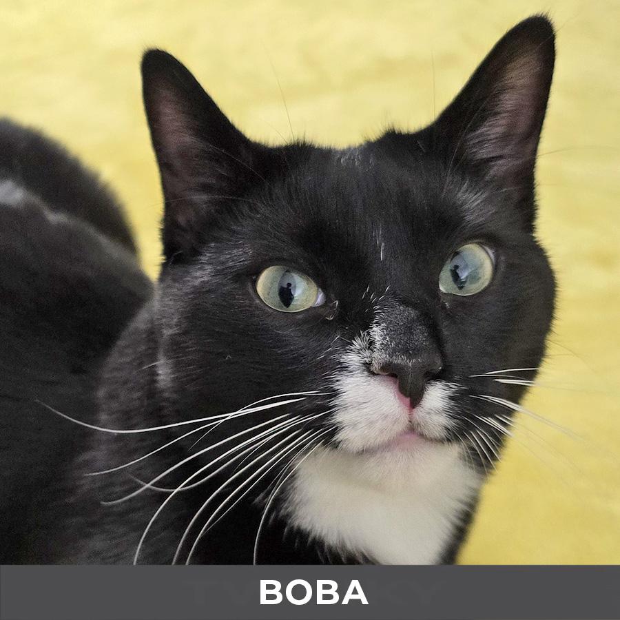 Boba, a ADOPTABLE Domestic Short Hair in Etobicoke, ON image 3/4