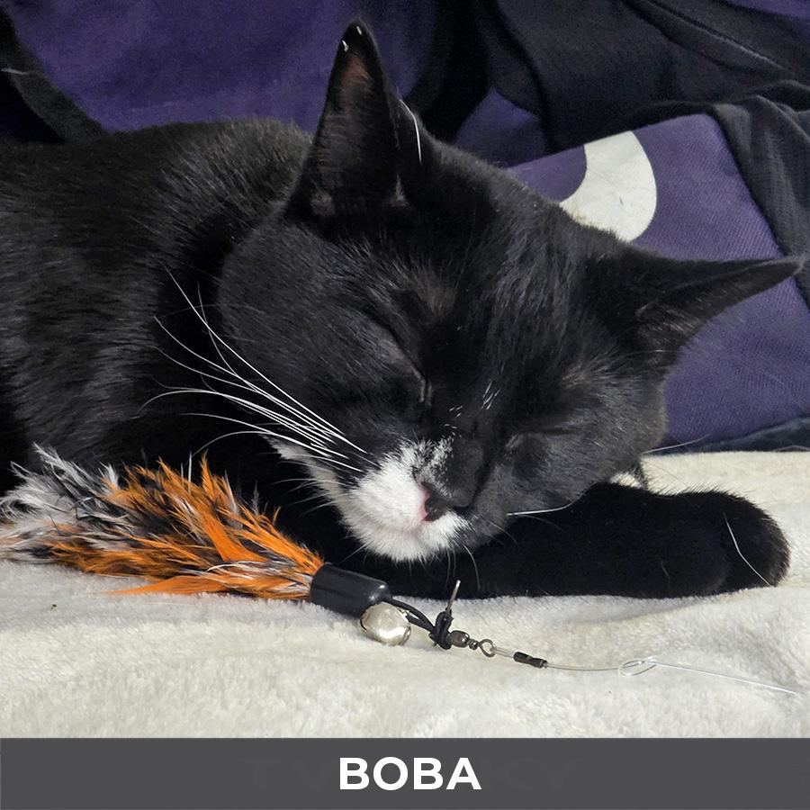 Boba, a ADOPTABLE Domestic Short Hair in Etobicoke, ON image 4/4