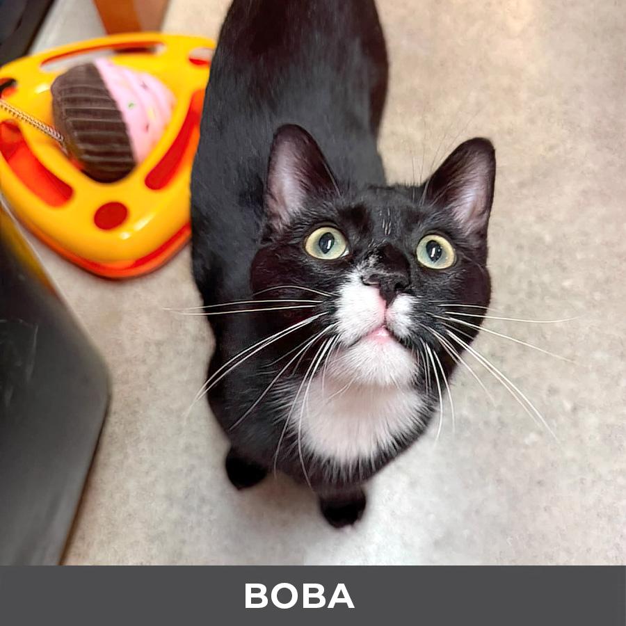 Enlarge Boba, a ADOPTABLE Domestic Short Hair in Etobicoke, ON image 5/5