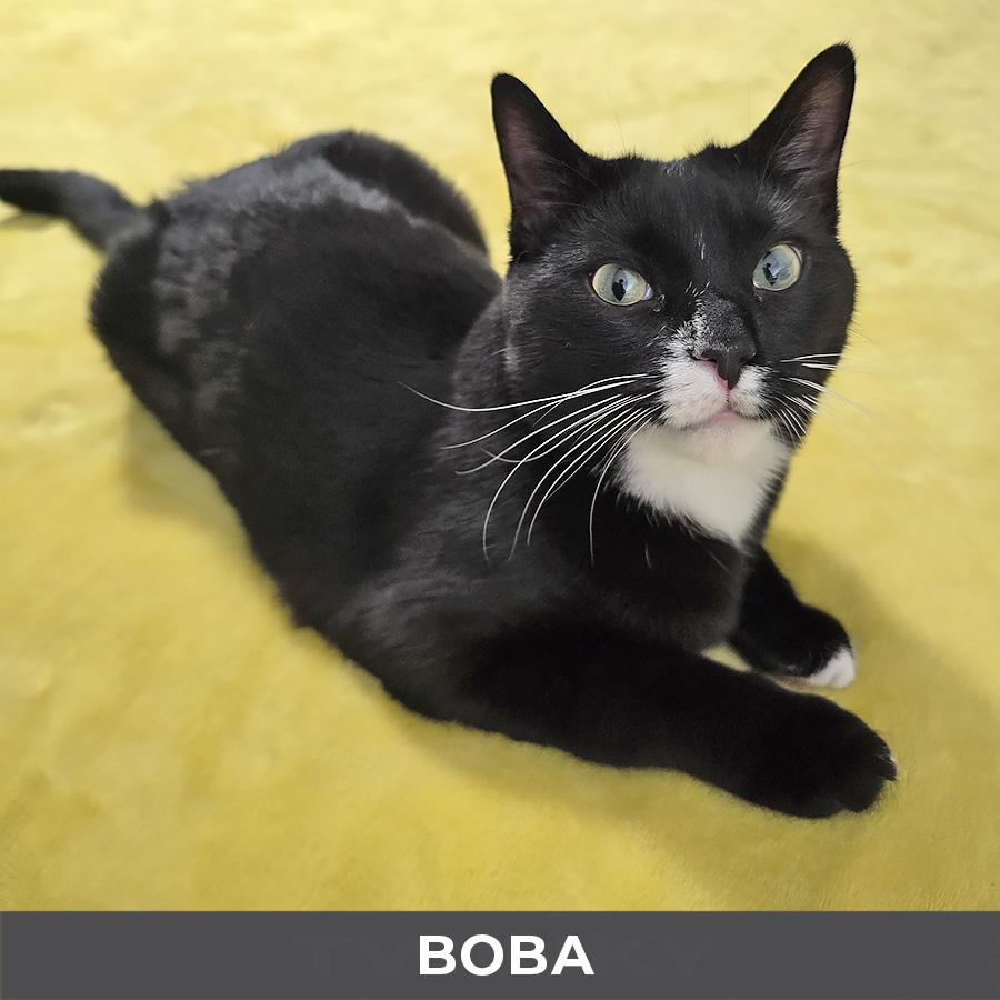 Boba, ADOPTABLE, Young Male Domestic Short Hair.