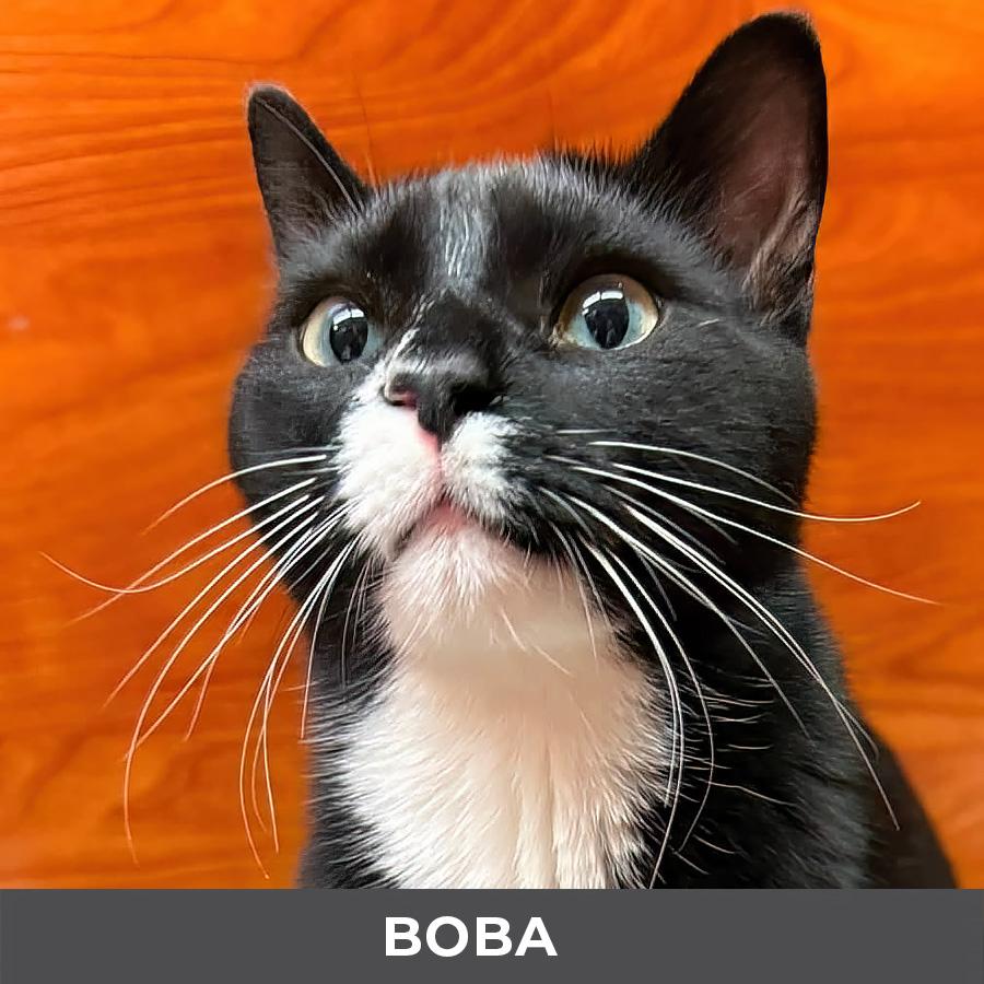Enlarge Boba, a ADOPTABLE Domestic Short Hair in Etobicoke, ON image 2/5