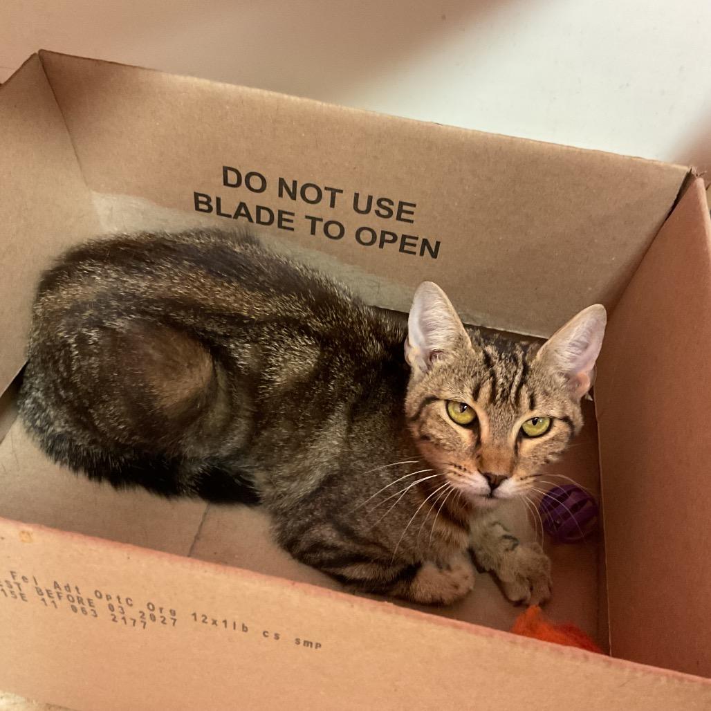 Enlarge Danni, a Adoptable Domestic Short Hair in Monroe, LA image 1/1