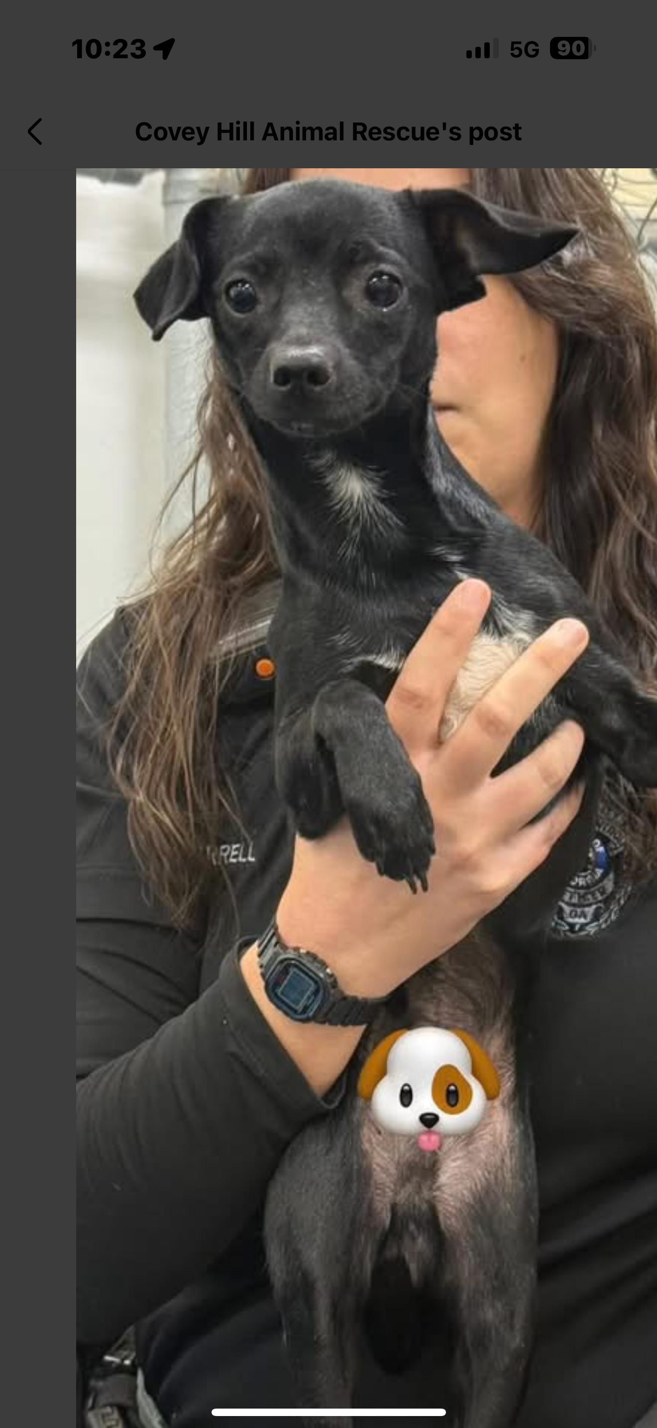 Owen, Adoptable, Puppy Male Chihuahua.