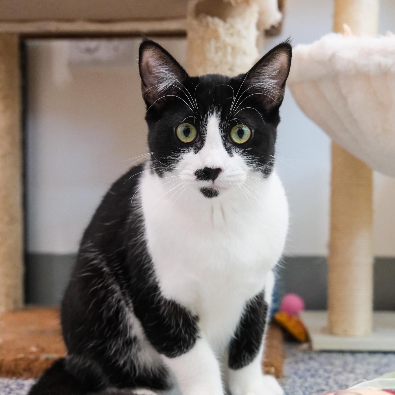 Enlarge Sophie, a Adoptable Domestic Short Hair in Newport Beach, CA image 4/4