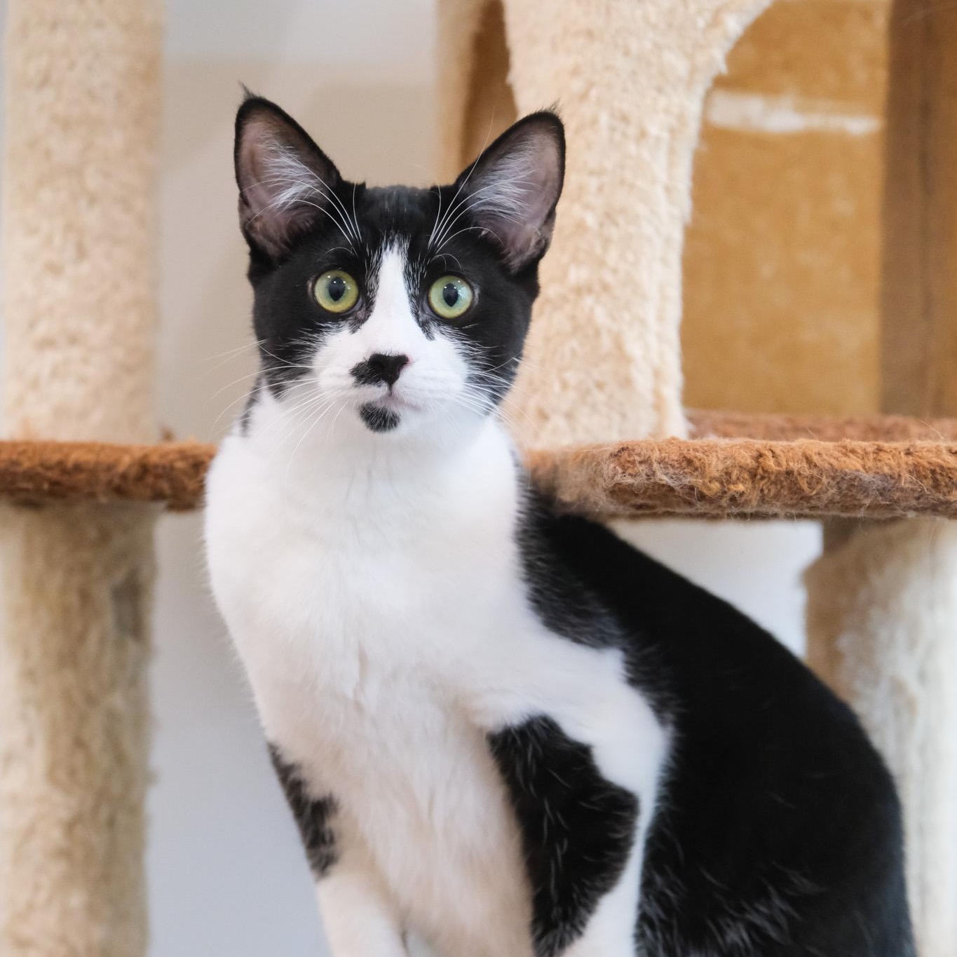 Enlarge Sophie, a Adoptable Domestic Short Hair in Newport Beach, CA image 3/4