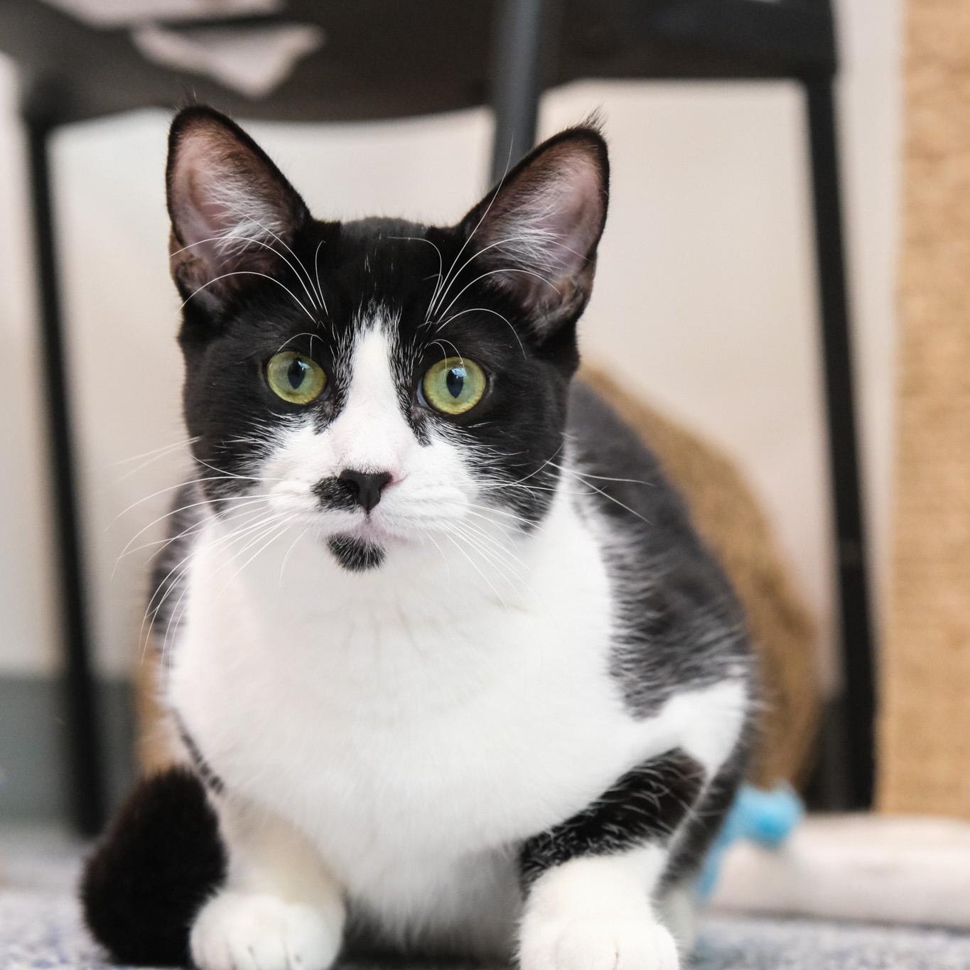Enlarge Sophie, a Adoptable Domestic Short Hair in Newport Beach, CA image 2/4