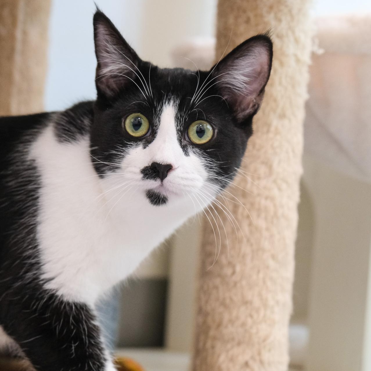 Sophie, Adoptable, Young Female Domestic Short Hair.