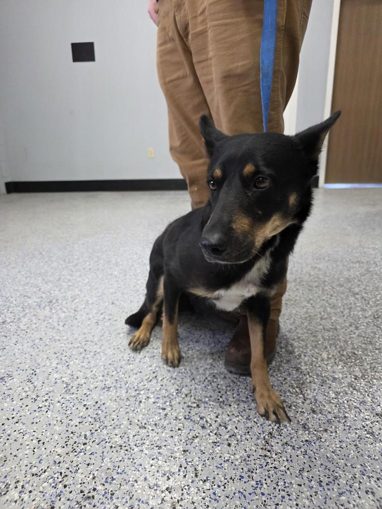 Enlarge Rosie, a Adoptable mixed breed in Holbrook, AZ image 1/1