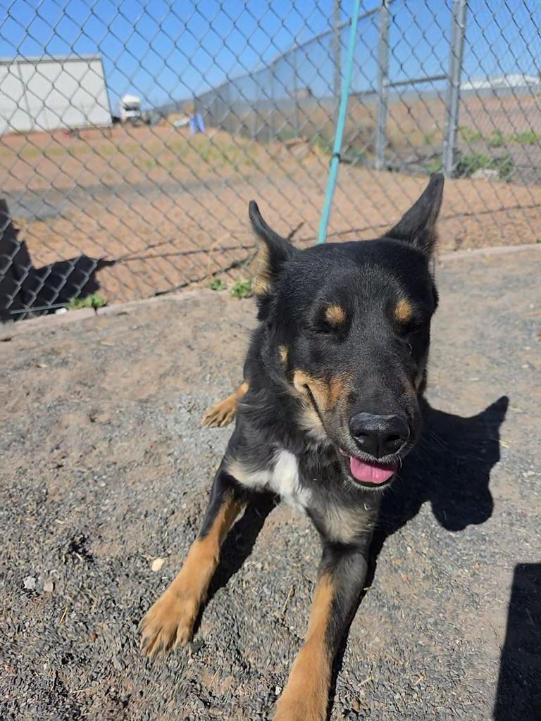 Rosie, a Adoptable mixed breed in Holbrook, AZ image 2/2