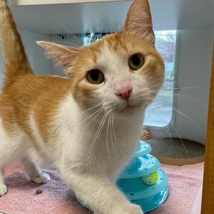 Enlarge Dino, a Adoptable mixed breed in Wheaton, IL image 1/1