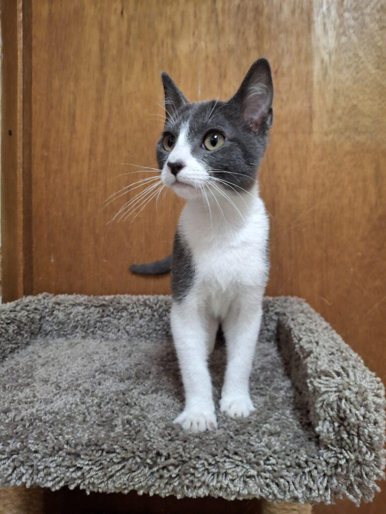 Enlarge CYRUS, a ADOPTABLE Domestic Short Hair in Ironwood, MI image 1/1