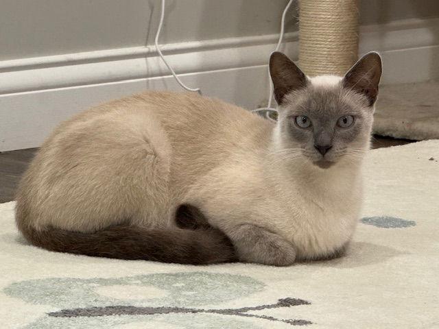 Enlarge Sai, a Adopted mixed breed in Cincinnati, OH image 1/3