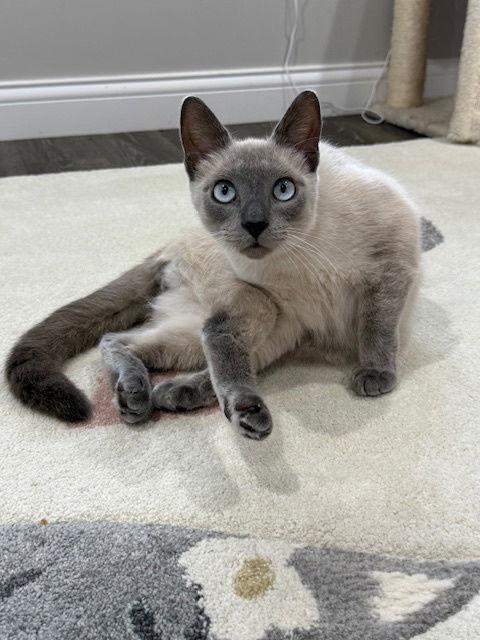 Enlarge Sai, a Adopted mixed breed in Cincinnati, OH image 2/3