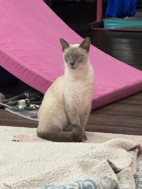 Enlarge Sai, a Adopted mixed breed in Cincinnati, OH image 3/3