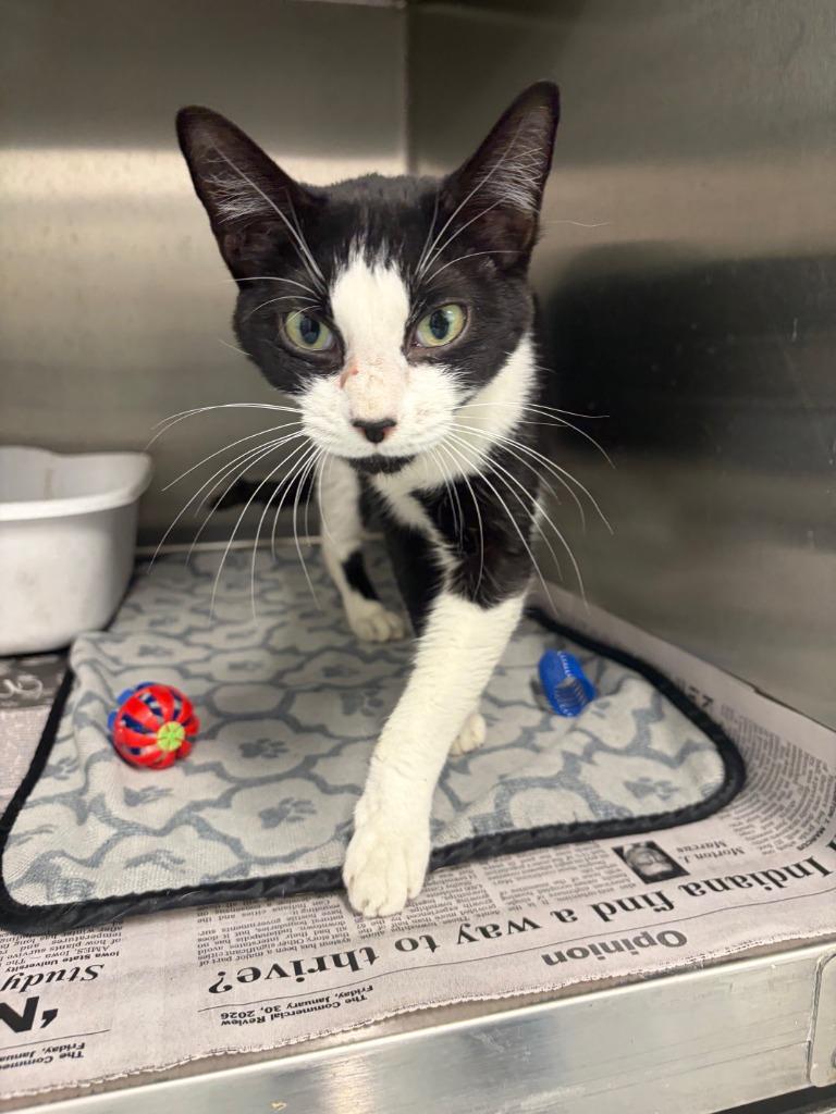 Darla, Adoptable, Young Female Domestic Short Hair.
