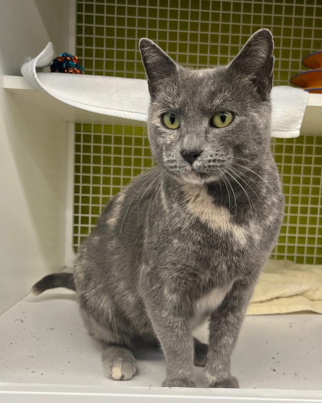 Enlarge Mona, an adopted mixed breed in Bridgeport, CT image 3/4