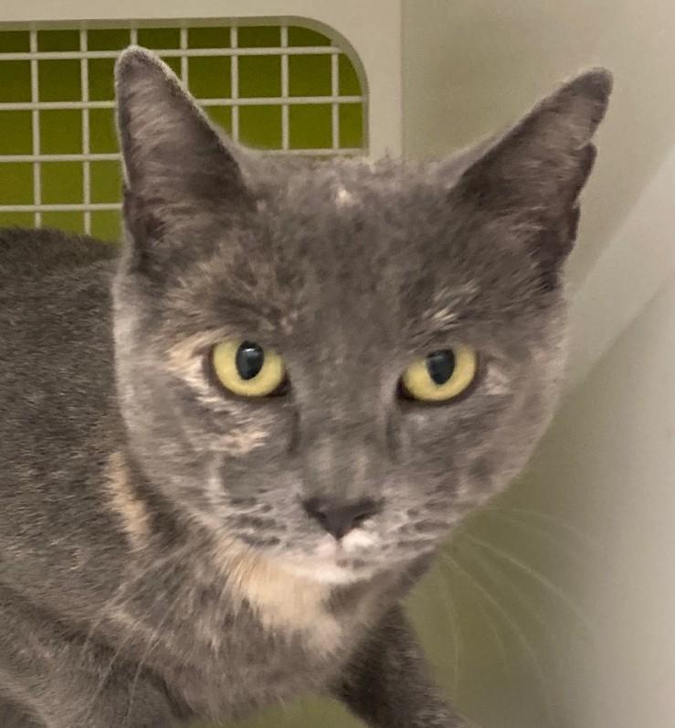 Enlarge Mona, a ADOPTABLE mixed breed in Bridgeport, CT image 1/3