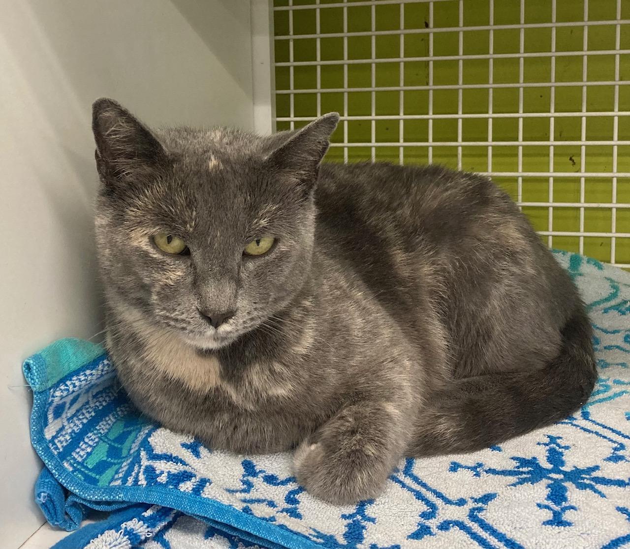 Enlarge Mona, a ADOPTABLE mixed breed in Bridgeport, CT image 3/3