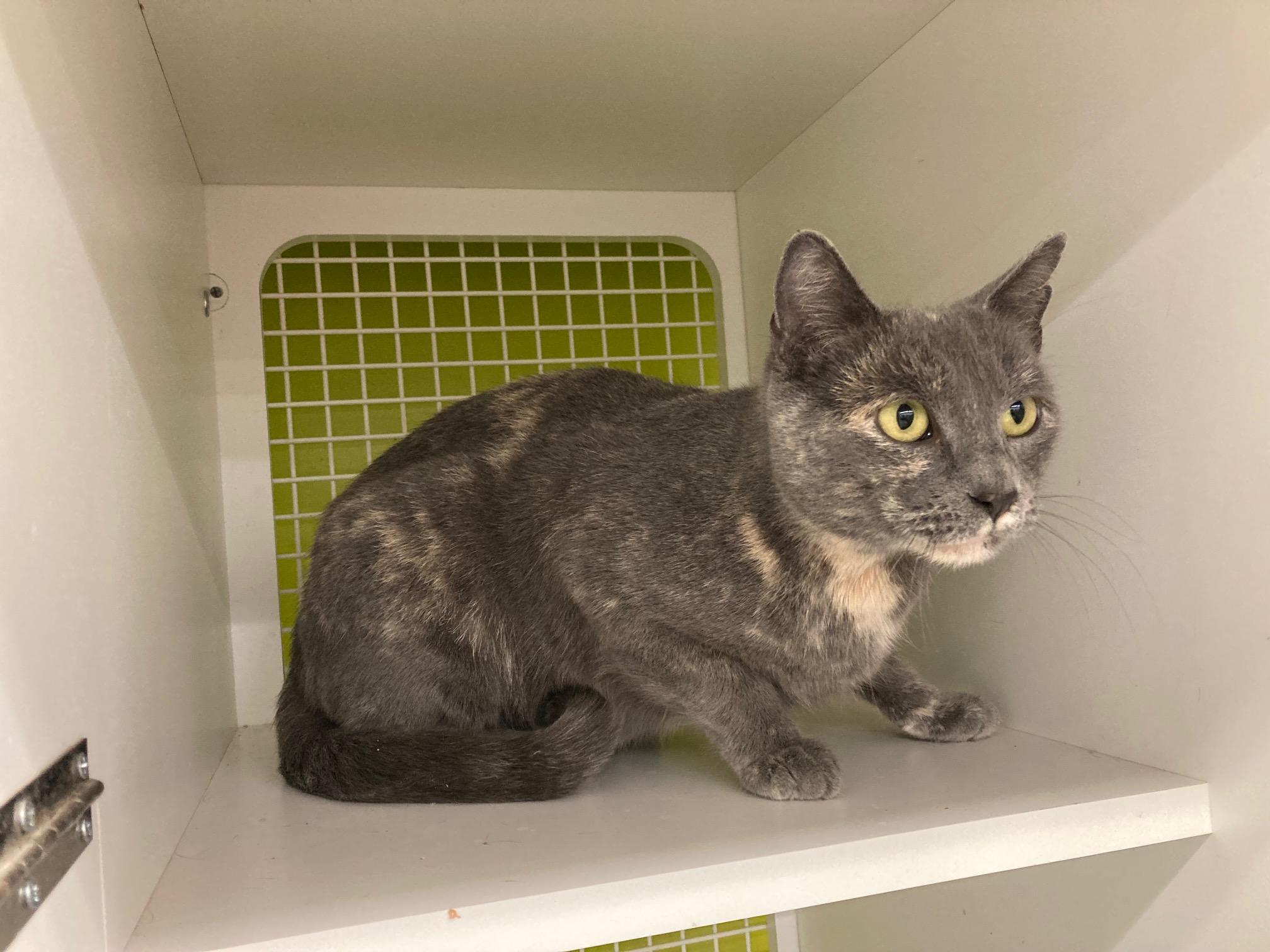 Enlarge Mona, a ADOPTABLE mixed breed in Bridgeport, CT image 2/3