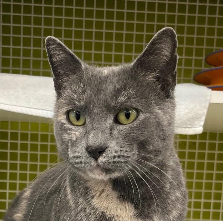 Enlarge Mona, an adopted mixed breed in Bridgeport, CT image 1/4