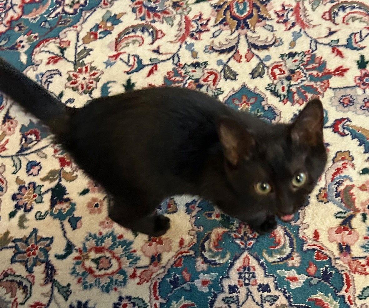 Enlarge MILEY - Hear Me Roar - Cute Little One!, a Adoptable mixed breed in Atlanta, GA image 3/3