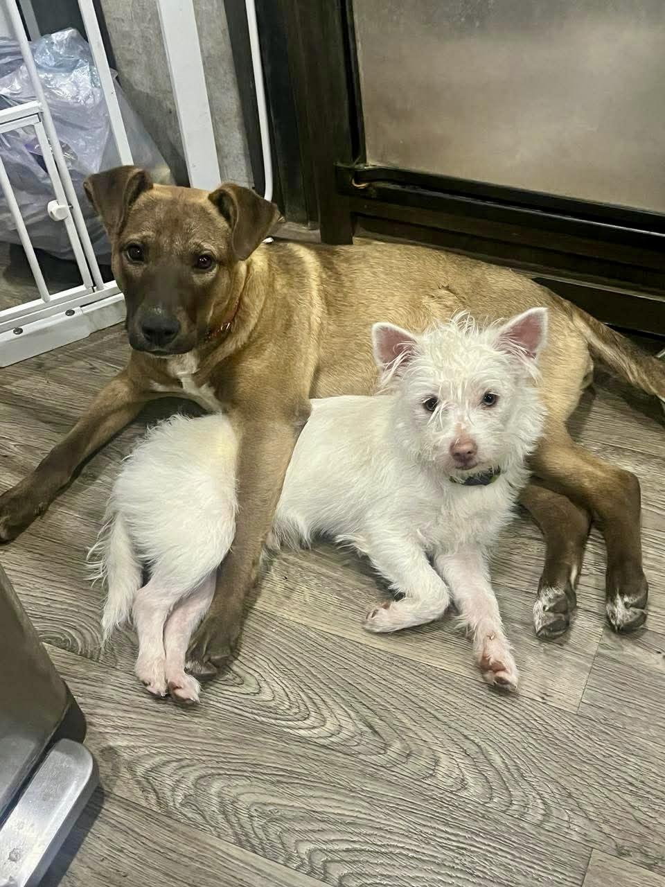 Enlarge Gina, a Adoptable mixed breed in Blaine, WA image 4/6