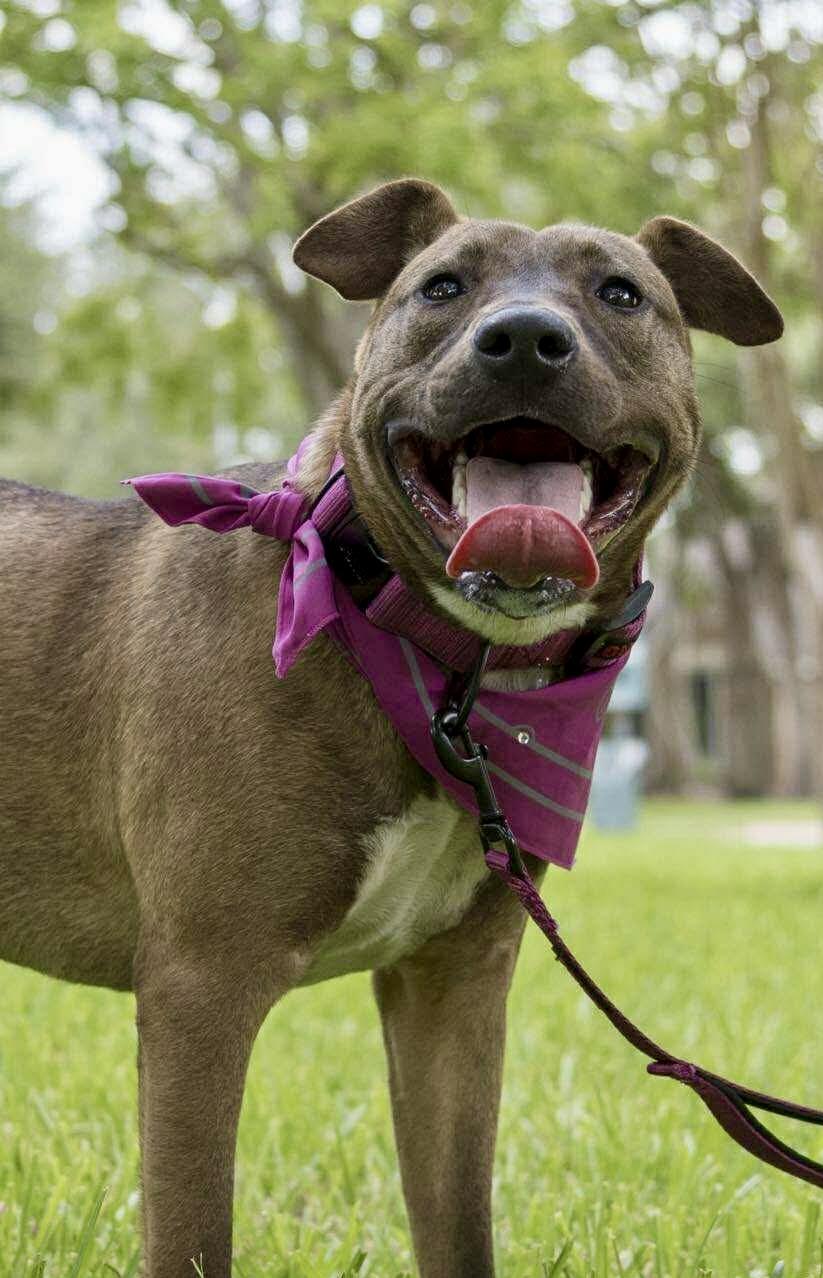 Enlarge Gina, a Adoptable mixed breed in Blaine, WA image 2/6