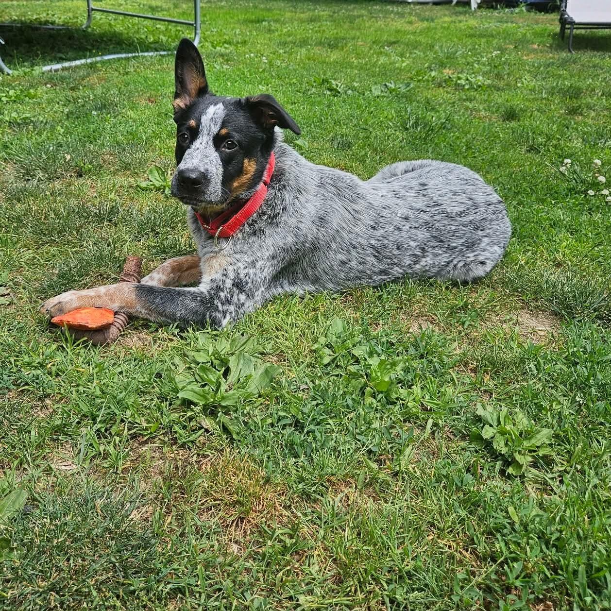 Jinx, a Adoptable mixed breed in Highland, NY image 4/5