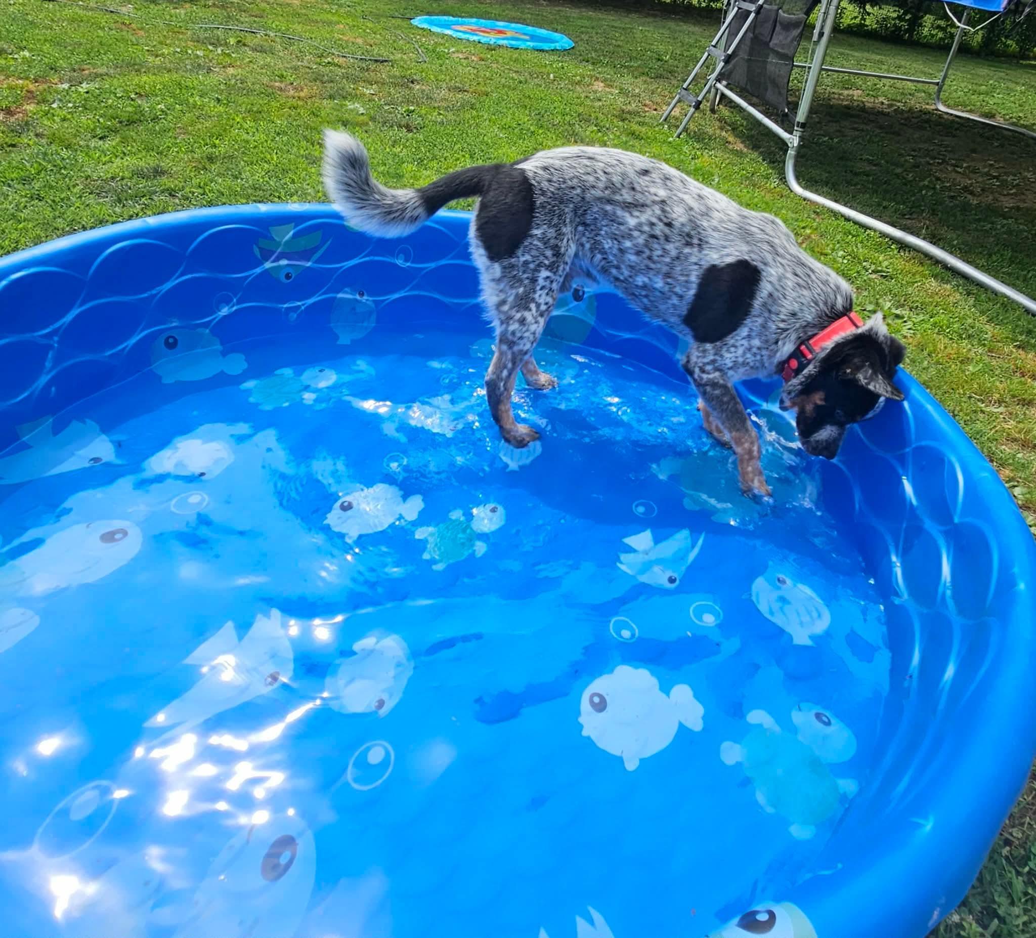 Jinx, a Adoptable mixed breed in Highland, NY image 5/5