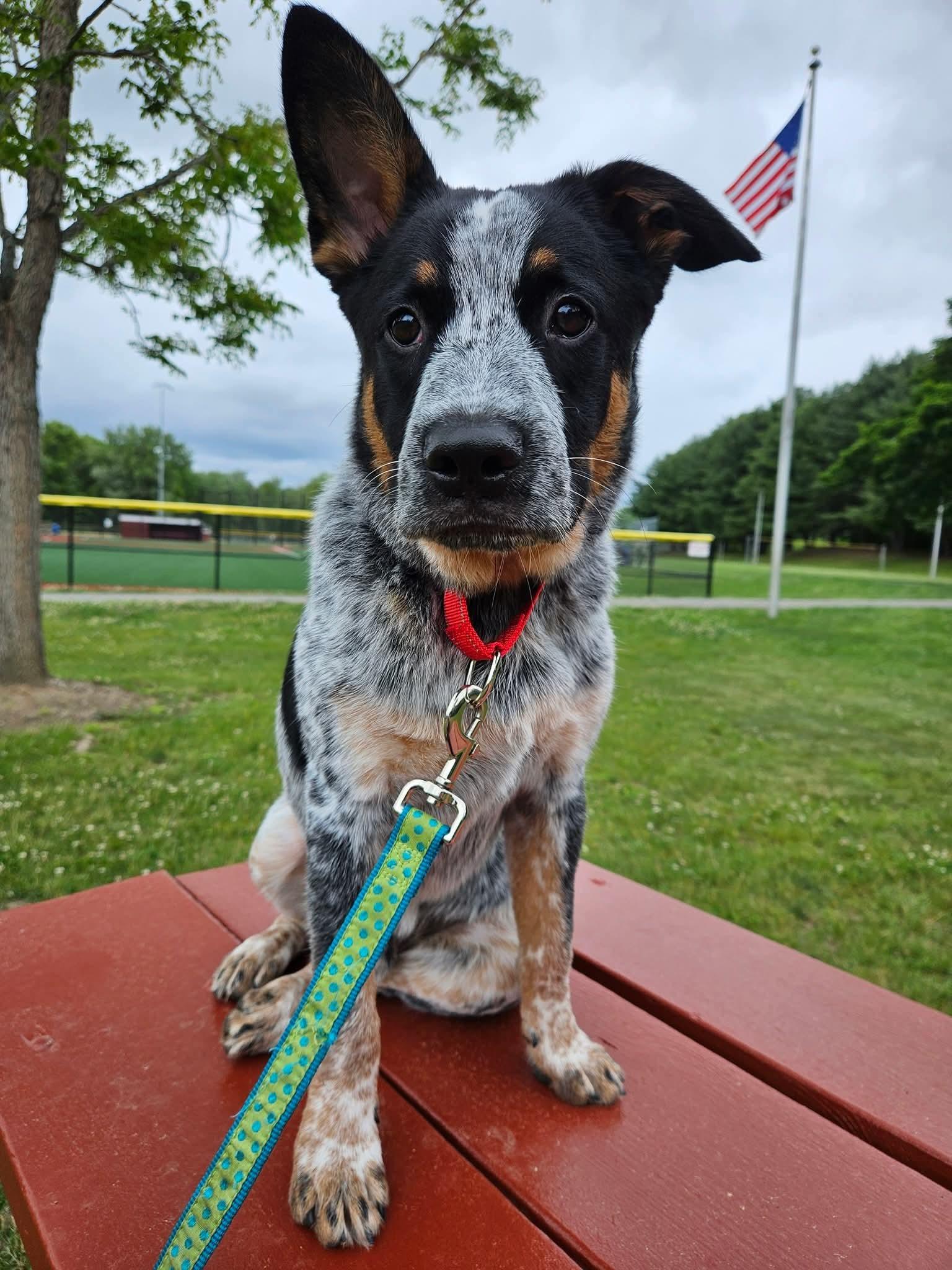 Jinx, a Adoptable mixed breed in Highland, NY image 2/5