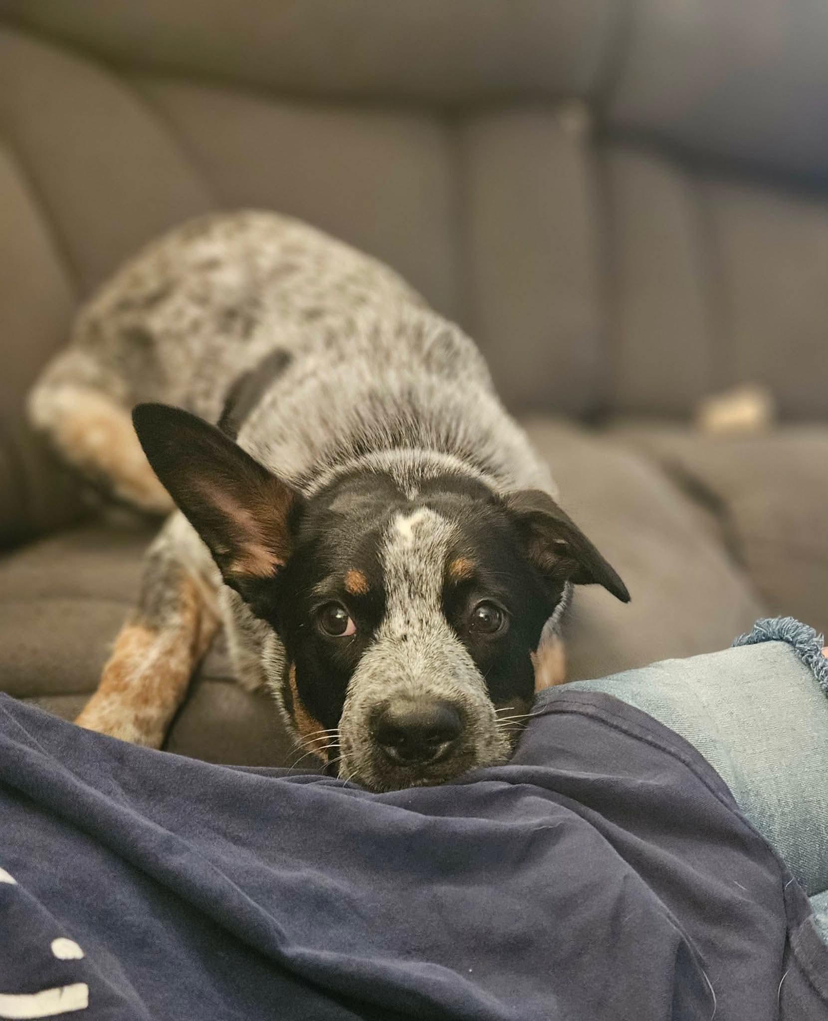 Jinx, a Adoptable mixed breed in Highland, NY image 6/6