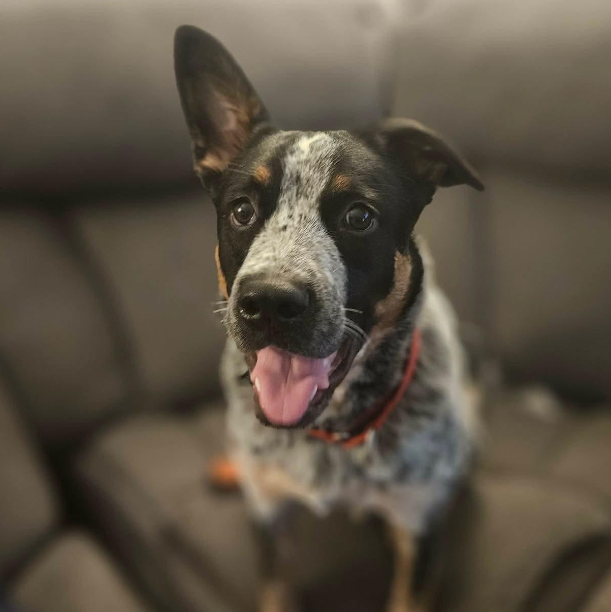 Jinx, Adoptable, Puppy Male Australian Cattle Dog / Blue Heeler.
