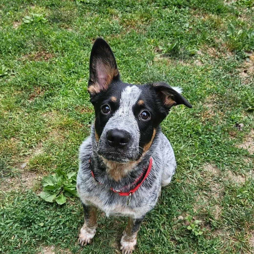 Jinx, Adoptable, Puppy Male Australian Cattle Dog / Blue Heeler.