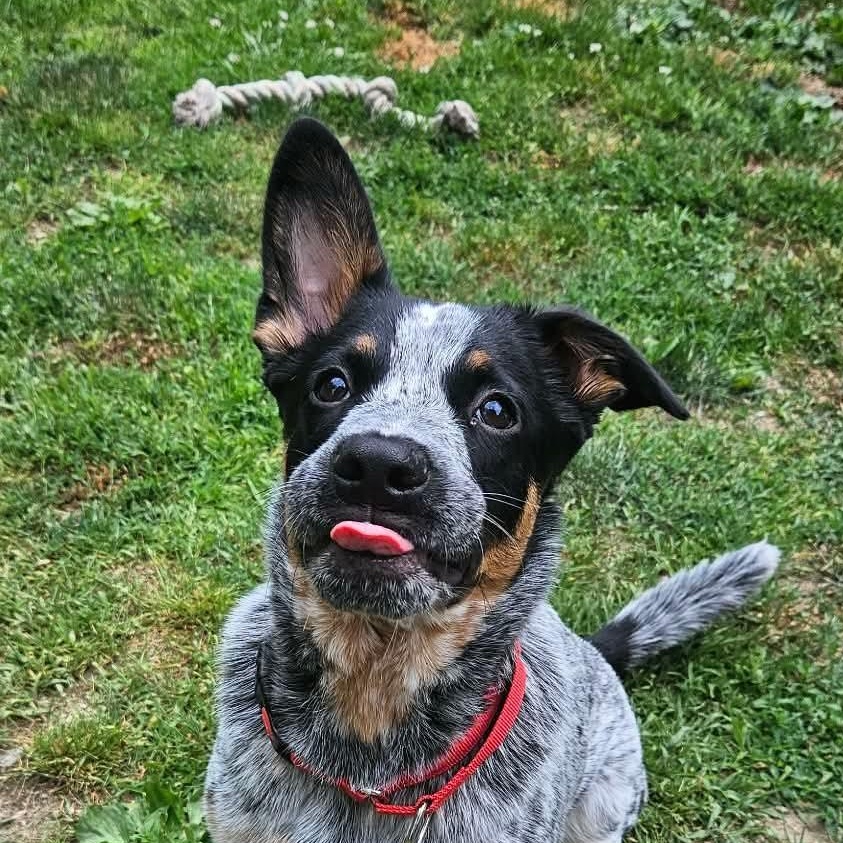 Jinx, a Adoptable mixed breed in Highland, NY image 3/5