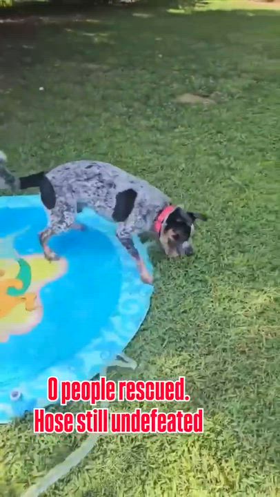 Enlarge Jinx, a Adoptable mixed breed in Highland, NY video 5/6